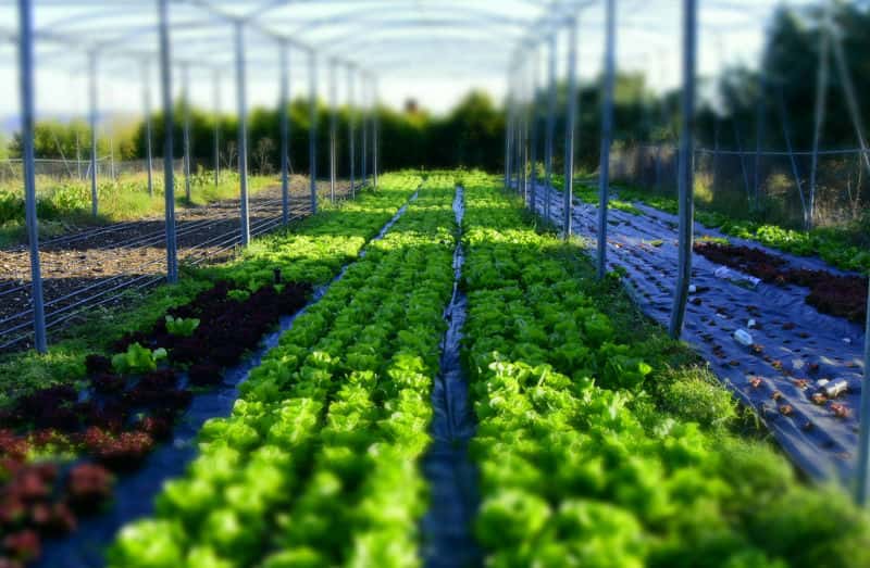 تصویر 1 از نوار آبیاری قطره ای اصفهان مناسب مزارع و گلخانه ها
